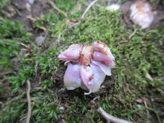 Skjellrot (Lathraea squamaria)