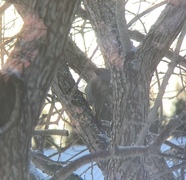 Gråspett (Picus canus)