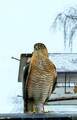 Spurvehauk (Accipiter nisus)