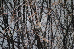 Bokfink (Fringilla coelebs)