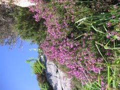 Purpurlyng (Erica cinerea)