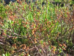 Pors (Myrica gale)