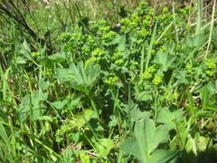 Marikåpe (Alchemilla sp.)