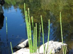 Elvesnelle (Equisetum fluviatile)