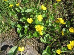 Bekkeblom (Caltha palustris)