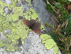 Fjellringvinge (Erebia pandrose)