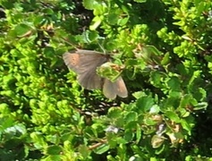 Fjellringvinge (Erebia pandrose)