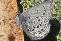 Myrblåvinge (Plebejus optilete)