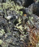 Svalestjert (Papilio machaon)