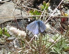 Argus-/idasblåvinge (Plebejus argus/idas)