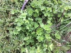 Praktmarikåpe (Alchemilla mollis)