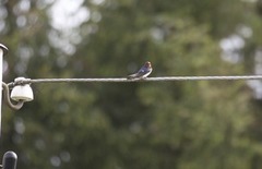 Låvesvale (Hirundo rustica)