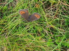 Fløyelsringvinge (Erebia ligea)