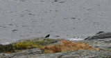 Tjeld (Haematopus ostralegus)