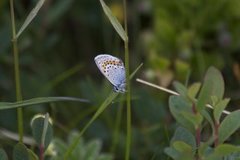 Argus-/idasblåvinge (Plebejus argus/idas)