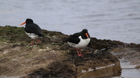 Tjeld (Haematopus ostralegus)