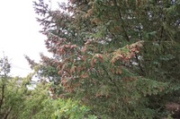 Gran (Picea abies)