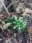 Snøklokke (Galanthus nivalis)