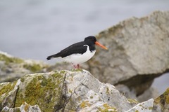 Tjeld (Haematopus ostralegus)