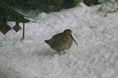 Rugde (Scolopax rusticola)