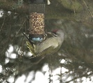 Gråspett (Picus canus)