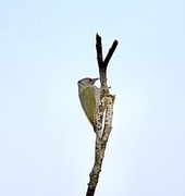 Gråspett (Picus canus)
