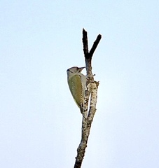 Gråspett (Picus canus)