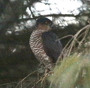 Spurvehauk (Accipiter nisus)