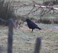 Kornkråke (Corvus frugilegus)