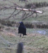 Kornkråke (Corvus frugilegus)