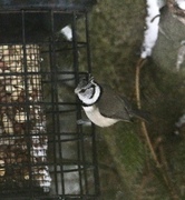 Toppmeis (Lophophanes cristatus)