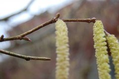 Hassel (Corylus avellana)