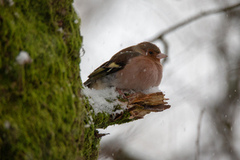 Bokfink (Fringilla coelebs)