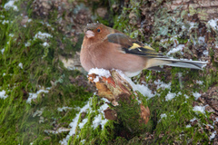 Bokfink (Fringilla coelebs)