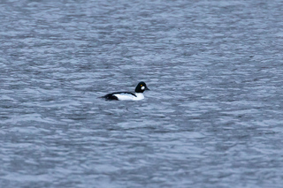 Kvinand (Bucephala clangula)