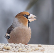 Kjernebiter (Coccothraustes coccothraustes)