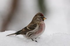 Gråsisik (Carduelis flammea)