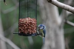 Blåmeis (Cyanistes caeruleus)