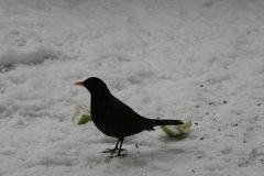 Svarttrost (Turdus merula)