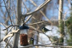 Kjøttmeis (Parus major)