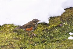 Rødvingetrost (Turdus iliacus)