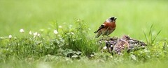 Bjørkefink (Fringilla montifringilla)