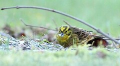 Gulspurv (Emberiza citrinella)