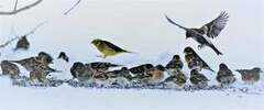 Gulspurv (Emberiza citrinella)