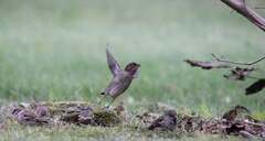 Bjørkefink (Fringilla montifringilla)