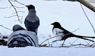 Kråke (Corvus cornix)
