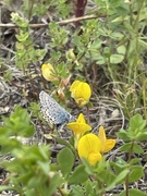 Idasblåvinge (Plebejus idas)