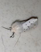 Punkttigerspinner (Spilosoma lubricipeda)