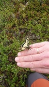 Svalestjert (Papilio machaon)