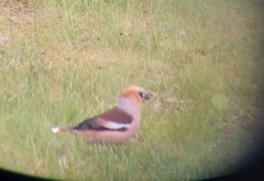 Kjernebiter (Coccothraustes coccothraustes)